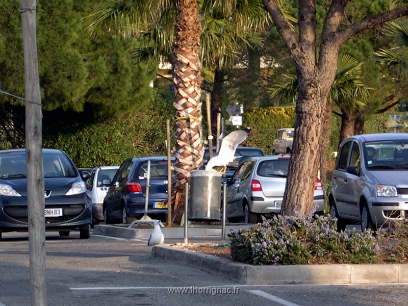 les mouettes en poubelle 170208.jpg